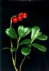 Lingonberry  Extract
